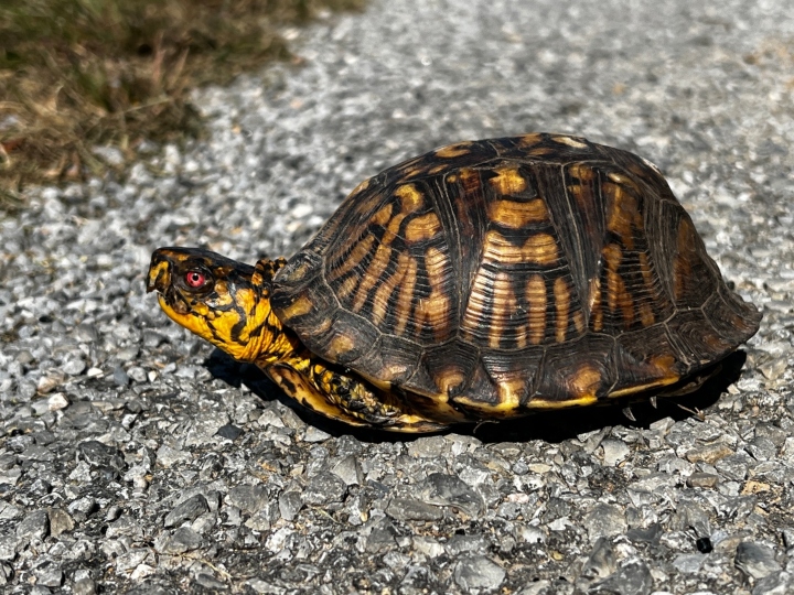Eastern Box Turtle
